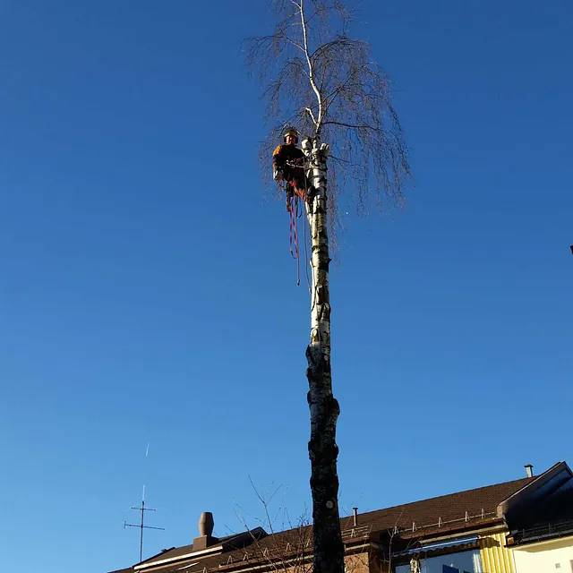 Trefeller i toppen av et tre ved boligblokker under en klar blå himmel